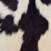 Closeup of this Goatskin, showing off-white with dark brown spots  (GOAT452)