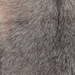 Closeup of this Speckled Goatskin, showing black and brown with white speckles (GOAT453)