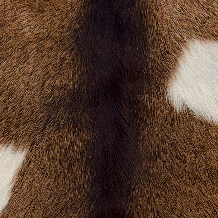 Closeup of this Goatskin, showing brown with dark brown speckles, dark brown down the spine, and one white spot on each side (GOAT454)