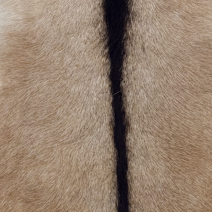 Closeup of this Goatskin, showing light beige with light brown speckles and dark brown down the spine (GOAT455)