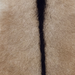 Closeup of this Goatskin, showing light beige with light brown speckles and dark brown down the spine (GOAT455)