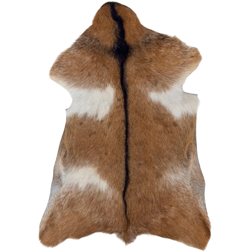 Brown and White Goatskin: brown with white spots and speckles, and dark brown down the spine - 2'10" x 1'10"  (GOAT460)