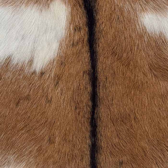Closeup of  this Goatskin, showing brown with white spots and speckles, and dark brown down the spine (GOAT460)