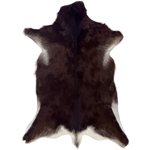 Dark Brown Goatskin: dark brown with white spots and speckles along the edges - 3' x 2'1" (GOAT462)