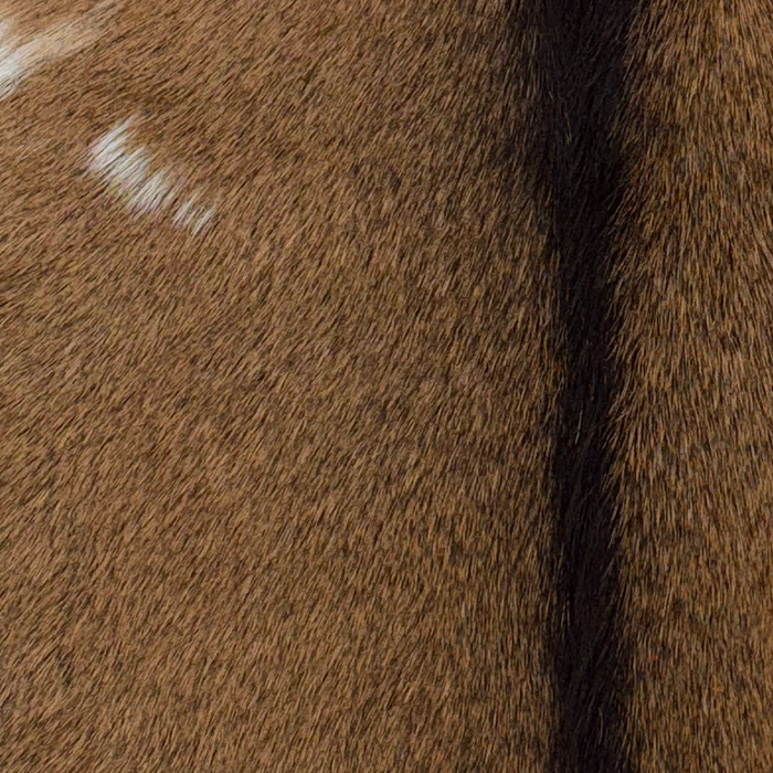 Closeup of this Goatskin, showing brown with blackish brown speckles and blackish brown down the spine, and two small white spots on then left side (GOAT463)