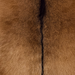 Closeup of this Goatskin, showing brown with dark brown speckles and dark brown down the spine  (GOAT464)