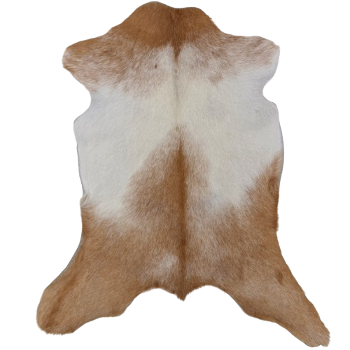 Brown and White Goatskin: brown with white speckles and white and off-white on the back and belly - 2'10" x 1'10"  (GOAT465)