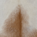 Closeup of this Goatskin, showing brown with white speckles and white and off-white on the back  (GOAT465)