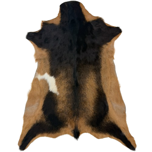 Two Tone Brown Goatskin:  golden brown with blackish brown speckles and spots, and one small white spot on the left side - 2'10" x 1'10" (GOAT467)