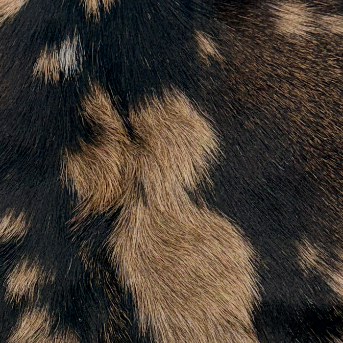 Closeup of this Goatskin, showing medium brown with dark brown spots (GOAT468)