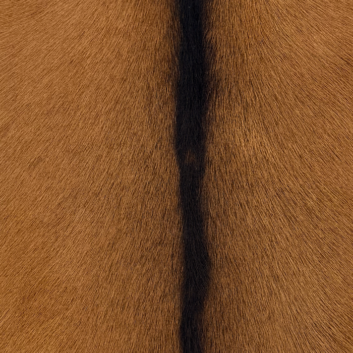 Closeup of this Goatskin, showing brown with blackish brown down the spine (GOAT471)