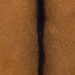 Closeup of this Goatskin, showing brown with blackish brown down the spine (GOAT471)