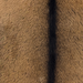 Closeup of this Goatskin, showing brown with blackish brown speckles, and blackish brown down the spine  (GOAT472)
