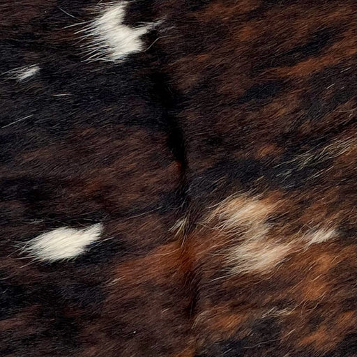 Closeup of this Tricolor Mini Cowhide, showing a brown and black, bridle pattern, with a few white spots (MINI214)
