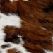 Closeup of this Tricolor Mini Cowhide, showing white with spots that have a brown and black, brindle pattern (MINI216)