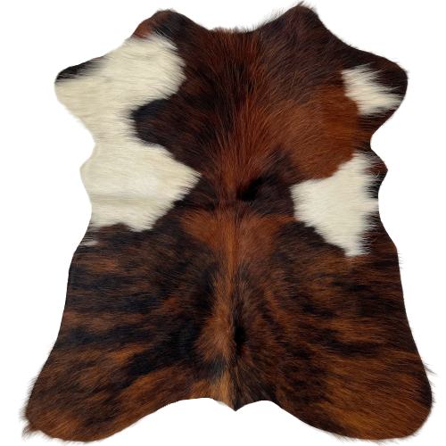 Tricolor Mini Cowhide:  has a mix of red brown and black, with a large, white spot on the left side and two smaller white spots on the right side - 2'8" x 2'3" (MINI218)