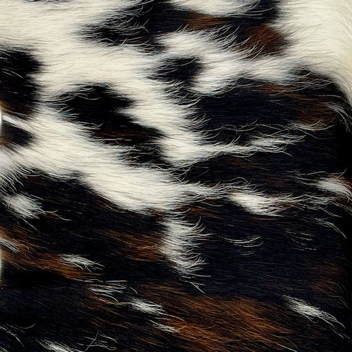 Closeup of this Tricolor Mini Cowhide, showing white with spots that are a mix of black and brown, and other smaller spots that are black (MINI228)