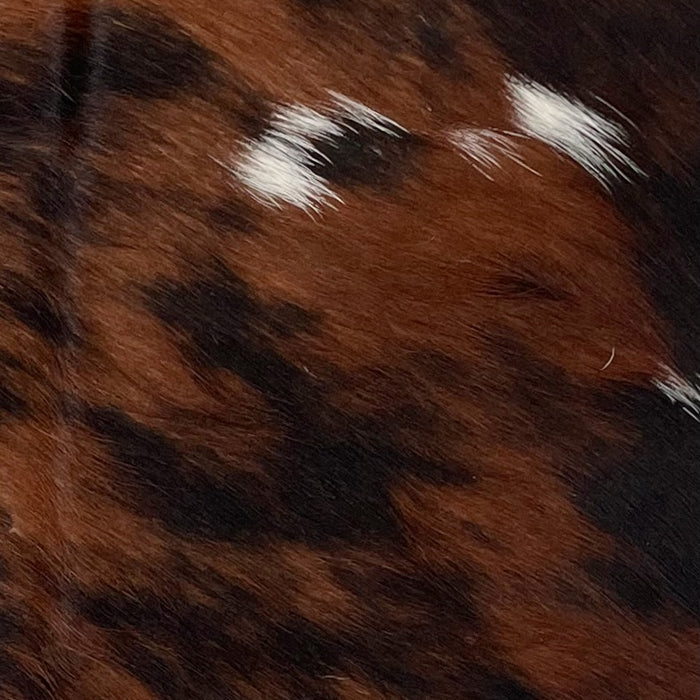 CLoseup of this Tricolor Mini Cowhide, showing a brown and black, brindle pattern, with a few small, white spots (MINI232)