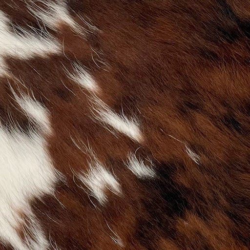 Closeup of this Tricolor Mini Cowhide, showing a brown and black, brindle pattern covering most of the hide, and white with spots that are a mix of brown and black, along the left edge (MINI237)