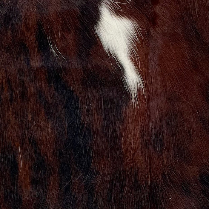 Closeup of this Tricolor Mini Cowhide, showing a mix of black and reddish brown, with a small, white spot in the middle of the shoulder (MINI258)