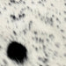 Closeup of this Speckled Mini Cowhide, showing white with black speckles and spots  (MINI267)