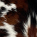 Closeup of this Tricolor Mini Cowhide, showing white with reddish brown and black spots (MINI270)