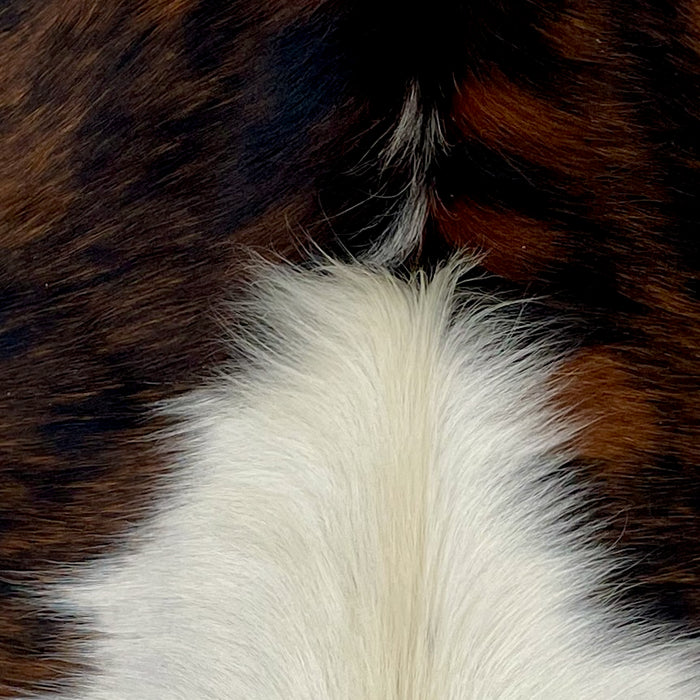 Closeup of this Tricolor Mini Cowhide, showing a mix of brown and black on the top half, and off-white on the lower half (MINI273)