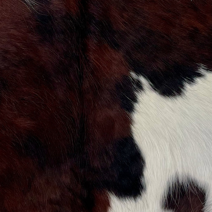 Closeup of this Tricolor Mini Cowhide, showing a dark brown and black, brindle pattern, and a large white spot on the right hind shank (MINI274)