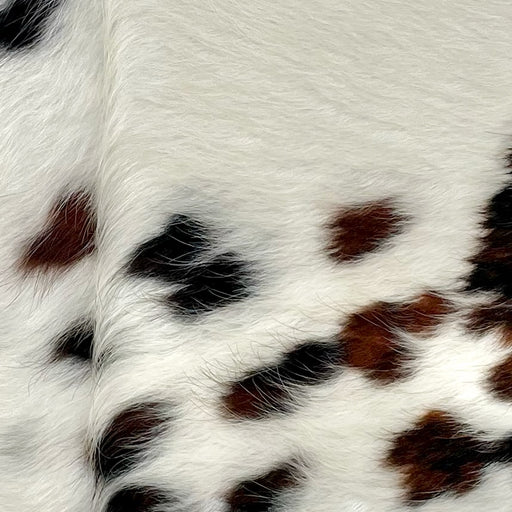 Closeup of this Tricolor Mini Cowhide, showing white with dark brown and black spots (MINI279)