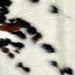 Closeup of this Tricolor Mini Cowhide, showing white with black and dark brown spots  (MINI284)
