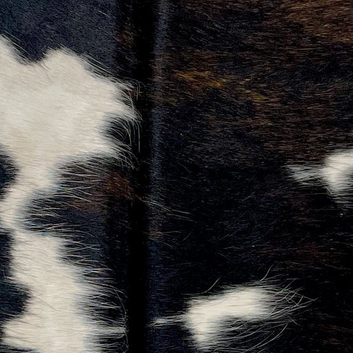 Closeup of this Tricolor Mini Cowhide, showing a mix of black and dark brown, with a few small and large, white spots (MINI285)