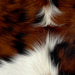 Closeup of this Tricolor Mini Cowhide, showing white with spots that have a mix of red brown and black (MINI287)