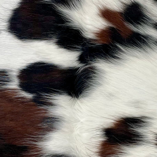 Closeup of this Tricolor Mini Cowhide, showing white with black and dark brown spots (MINI290)