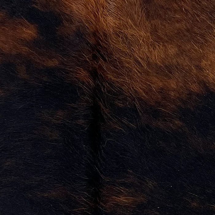 Closeup of this Tricolor Mini Cowhide, showing a mix of brown and black (MINI296)