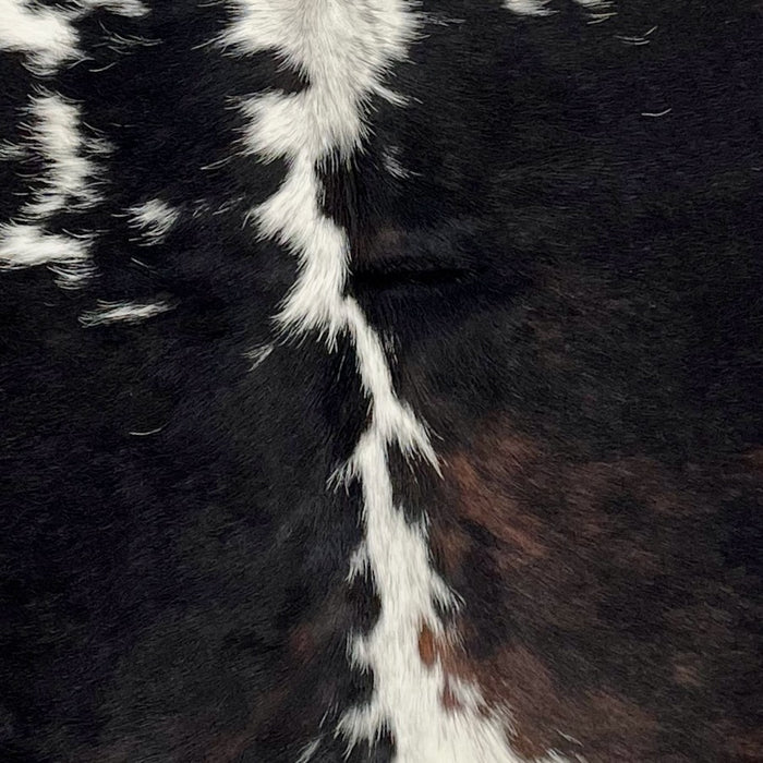Closeup of this XS, Dark Tricolor Cowhide, showing mostly black, with dark brown mixed in, white down the spine, and a few white spots across the back (XS215)