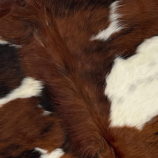 Closeup of this XS, Tricolor Cowhide, showing a brown and black, brindle pattern, with white spots, some having faint, black, speckles (XS227)