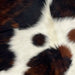 Closeup of this XS Tricolor Cowhide, showing off-white with spots that have a mix of brown and black, and it has a mix of brown and black across the shoulder (XS230)