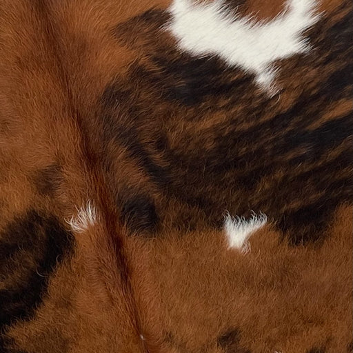 Closeup of this XS, Tricolor Cowhide, showing a brown and black, brindle pattern, with a few white spots on the back (XS233)