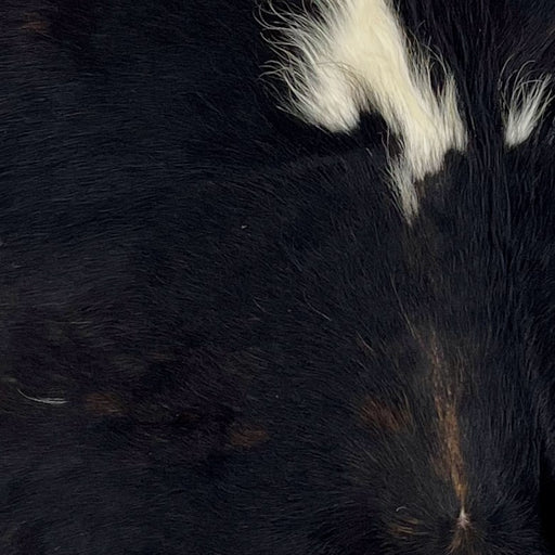 Closeup of this XS, Dark Tricolor Cowhide, showing mostly black, with a little brown mixed in, and a large, white spot on the spine, with longer hair (XS256)