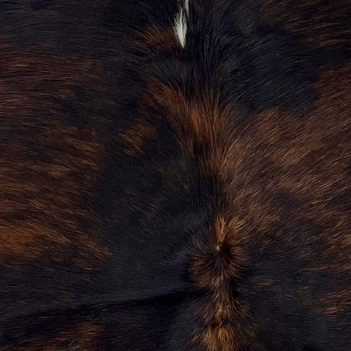 Closeup of this XS, Brindle Cowhide, showing black and brown, and one of two small, white spots on the spine (XS272)