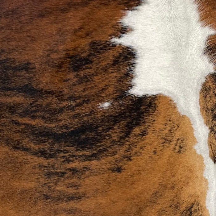 Closeup of this XS, Tricolor Cowhide, showing a brown and black, brindle pattern, and white down the spine (XS287)