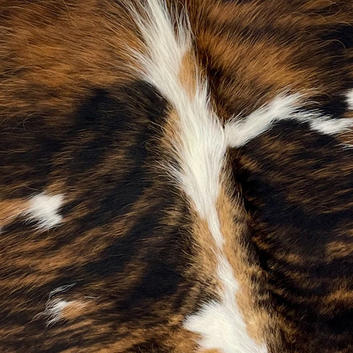Closeup of this XS, Tricolor Cowhide, showing has a black and brown, brindle pattern, with a few small, white spots, and white down part of the spine (XS301)