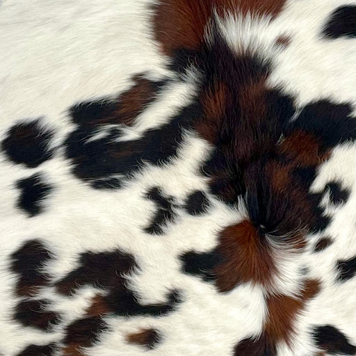 Closeup of this XS, Tricolor Cowhide, showing white with spots that have a mix of black and brown (XS302)