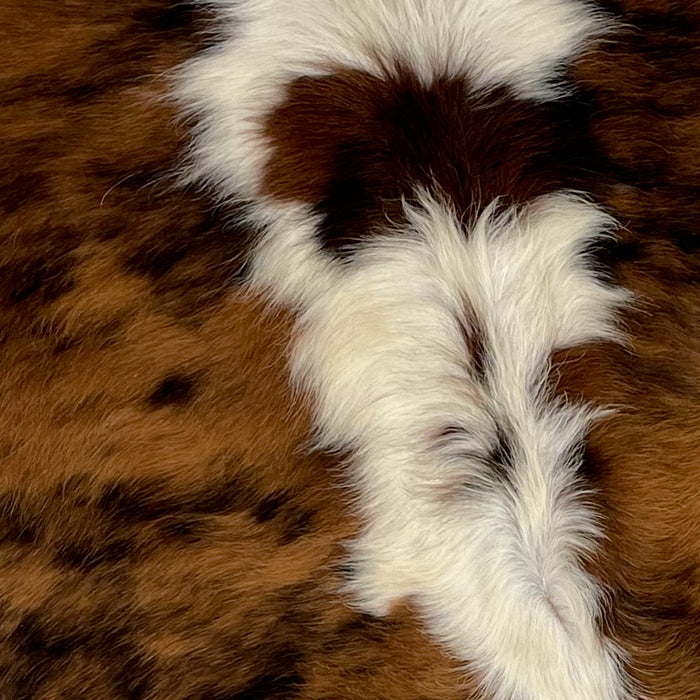 Closeup of this XS, Tricolor Cowhide, showing a brown and black, brindle pattern, with off-white spots down the middle (XS308)