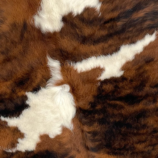 Closeup of this XS, Tricolor Cowhide, showing a brown and black, brindle pattern, and a few large and small, white spots (XS318)