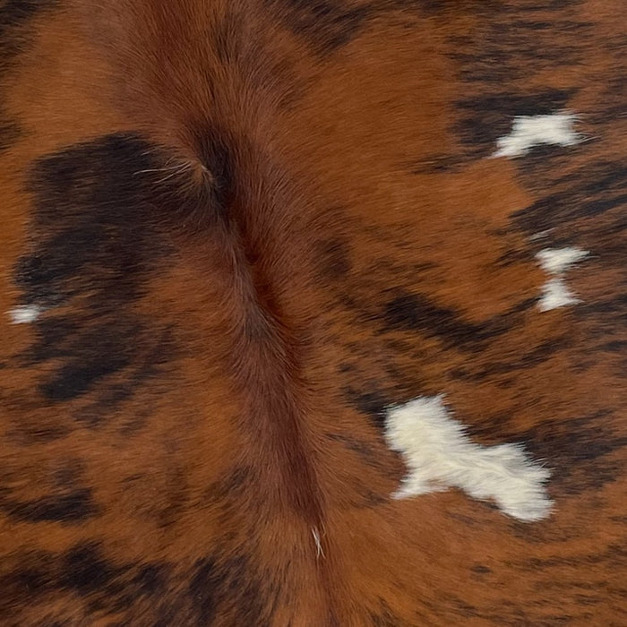 Closeup of this XS, Tricolor Cowhide, showing a reddish brown and black brindle pattern, with a few small, white spots (XS320)