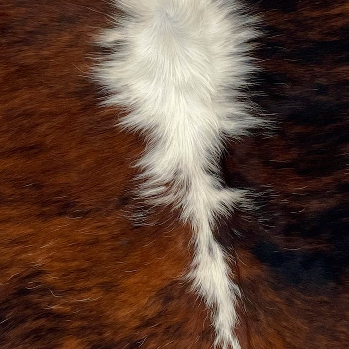 Closeup of this XS, Tricolor Cowhide, showing a black and reddish brown, brindle pattern, with white down the middle (XS321)