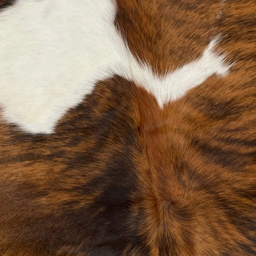 Closeup of this XS Tricolor Cowhide, showing a brown and black, brindle pattern, with a large, white spot on the left side, and a small, white spot on the right side (XS346)