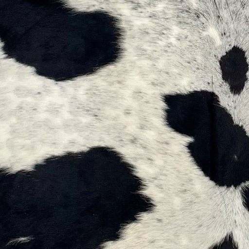 Closeup of this XS, Speckled Cowhide, showing white with faint, cloudy, black speckles, and large and small black spots (XS362)