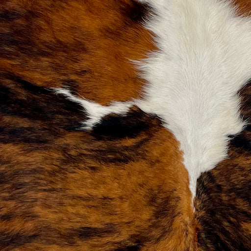 Closeup of this XS, Brindle Cowhide, showing a brown and black, brindle pattern with a large, white spot in the middle (XS363)